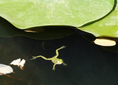 Les jardins d'eau de Carsac-Aillac : la faune...