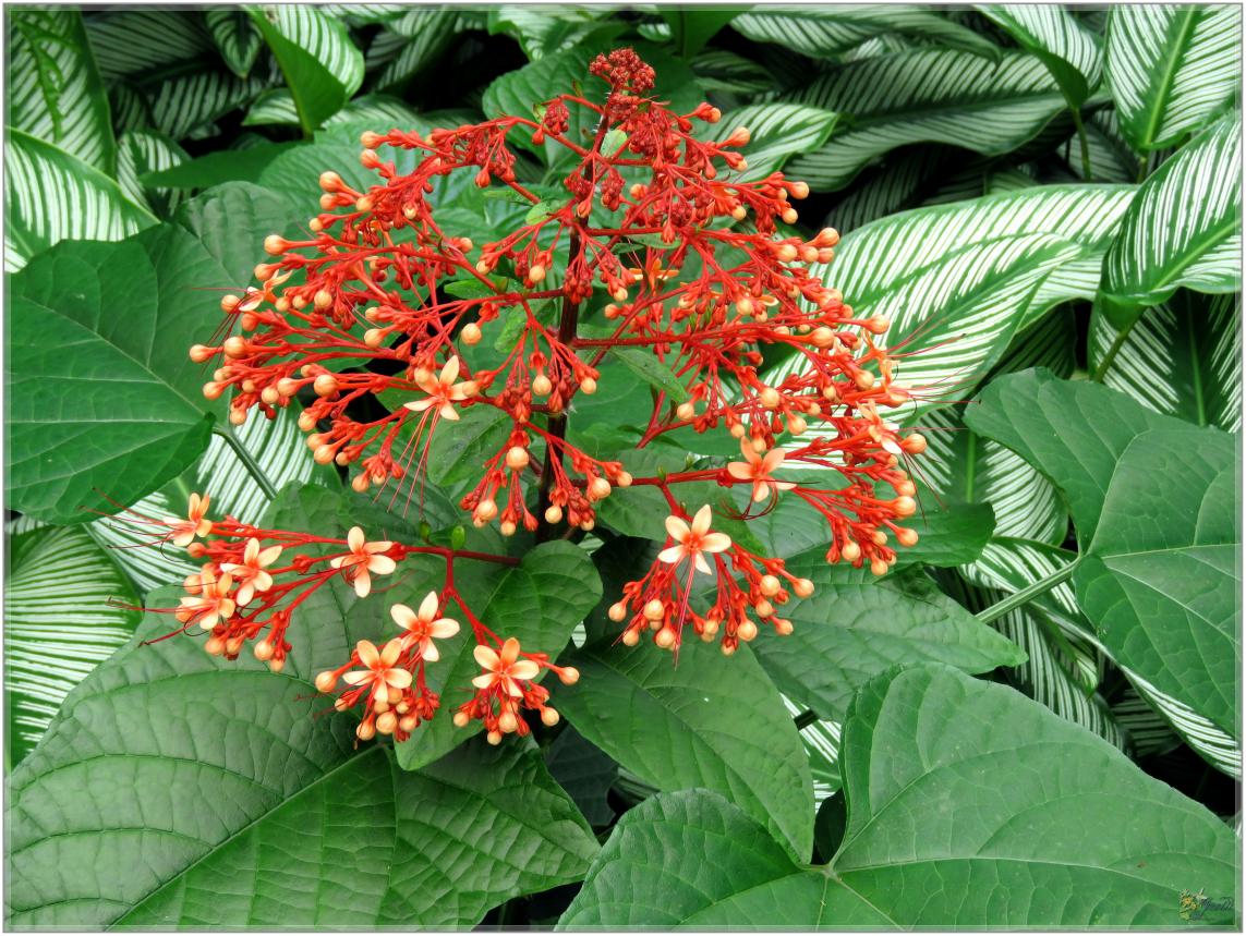 FLEURS VENUS D'AILLEURS   No 2