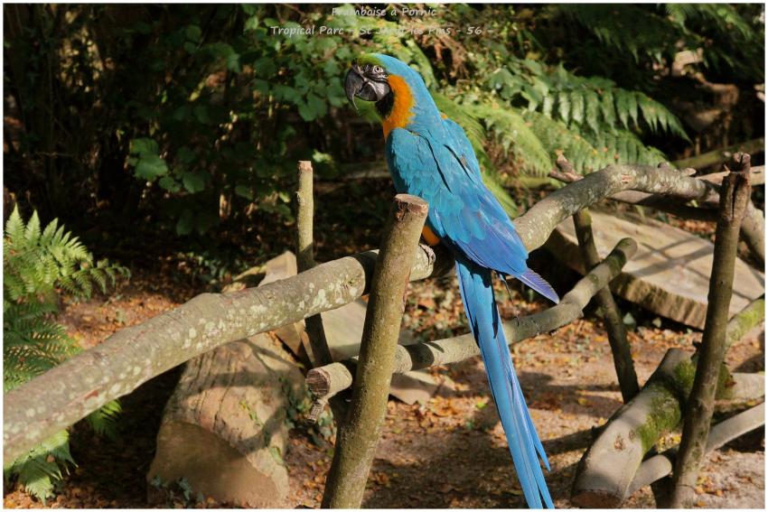 Tropical Parc St Jacut les Pins - 56 -