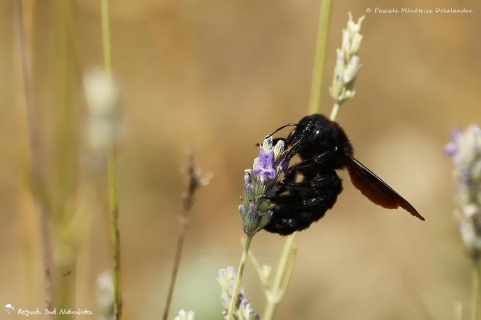Abeille charpentière - Xylocopa violacea