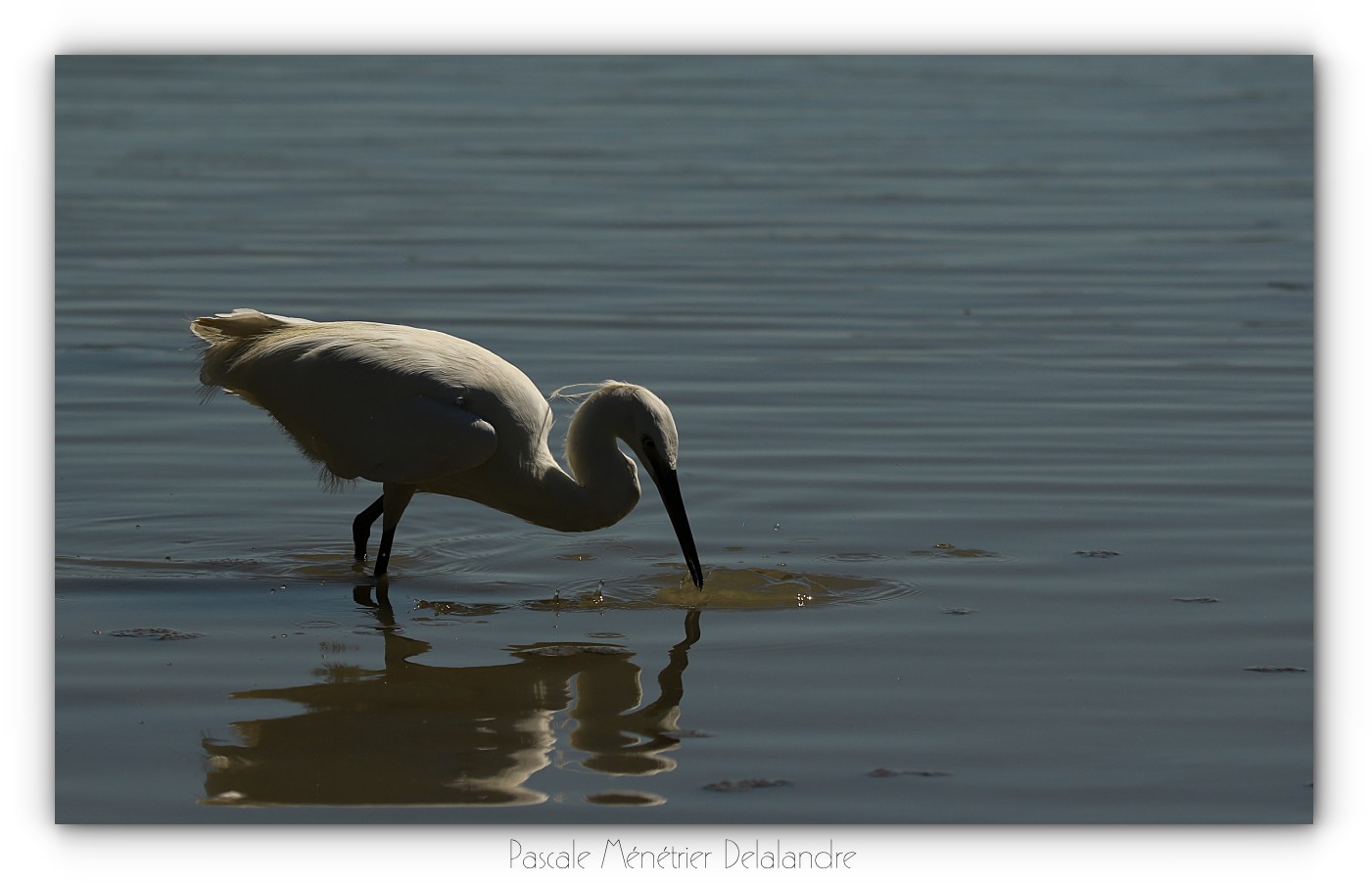 Aigrette garzette à l'affût...