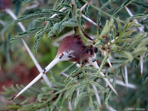 Pour  se protéger ,  