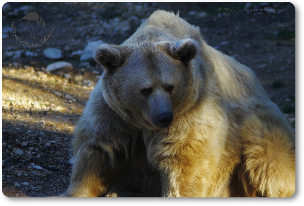 Ours de Sibérie...