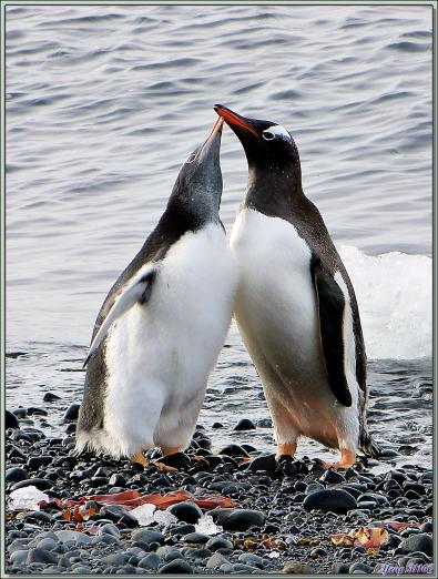 Tu viens chéri, on a assez contemplé la mer, on va se faire un petit câlin... - Manchots papous - Brown Bluff  - Péninsule Antarctique
