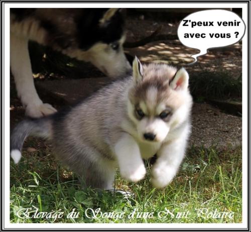Portée d'Irwen (14 avril 2021)