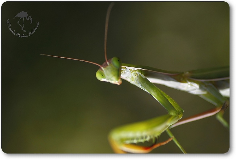 Mantis religiosa - Mante religieuse - forme verte...