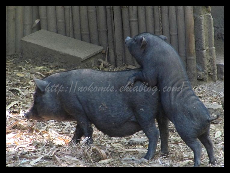 Tranches de vie d'un Australian Shepherd