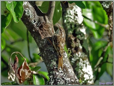 Grimpereau des jardins, Short-toed Treecreeper (Certhia brachydactyla) - Lartigau - Milhas - 31