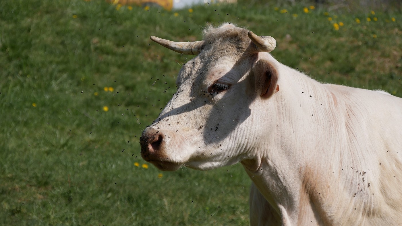 Encore un coup de vaches