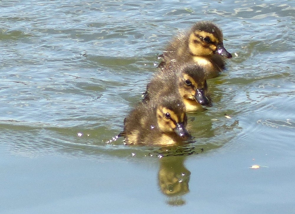 Majots, Engoulvent, Motte