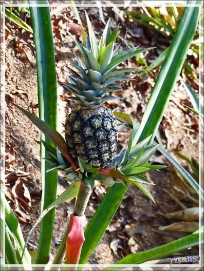 Ananas, du sauvage avec ses fleurs au cultivé avec ses rejetons  - Inkaterra Hacienda Concepcion - Puerto Maldonado - Pérou