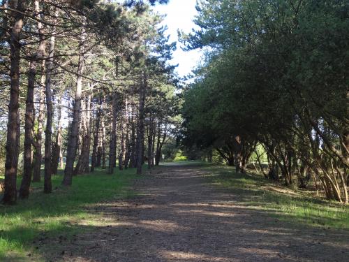 Un après midi dans les pins
