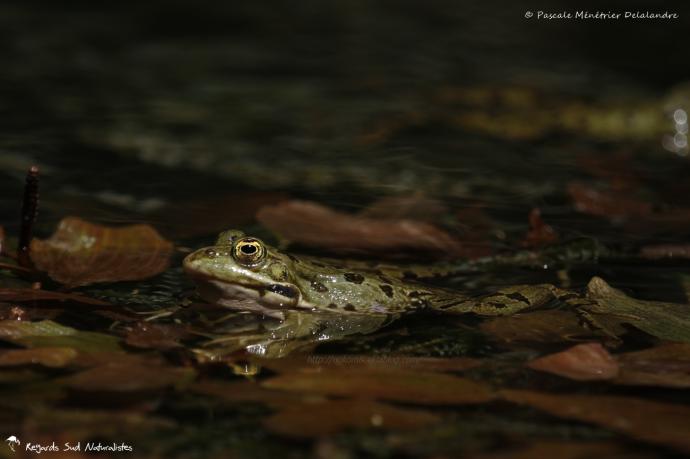 Grenouille rieuse - pélophylax ridibundus