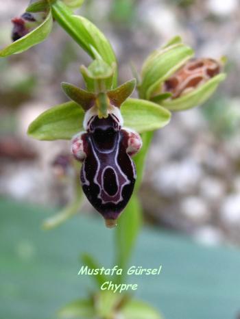 (endemic to cyprus)  ophrys kotschyi -kibris ari orkidesi- kotschy's bee-orchid (5)