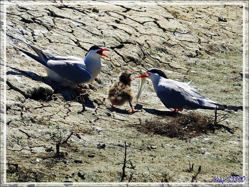 L'îlot aux Sternes pierregarins ou Hirondelles de mer ou Estorlets (Sterna hirundo) - La Couarde-sur-Mer - Île de Ré - 17