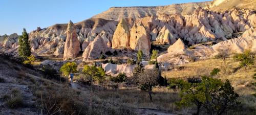 Allons cueillir la Rose !