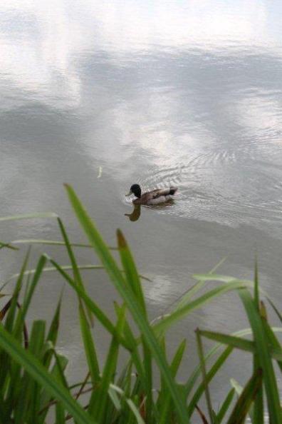 Au lac de St Denis du Maine (11)