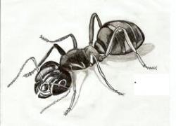 Ignara : Le Monde des Fourmis