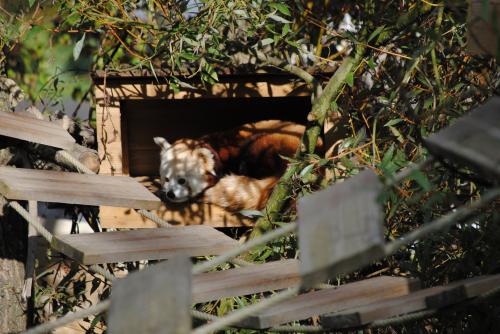 Kaala, notre femelle ! 