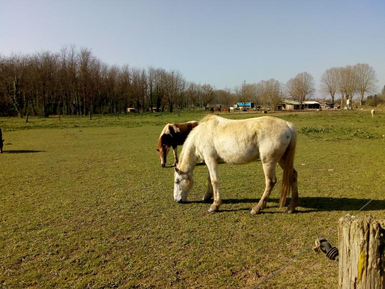 des chevaux en pleine nature