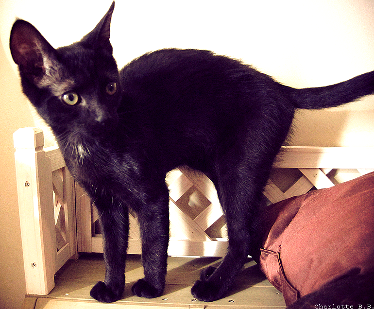 [Miaous]