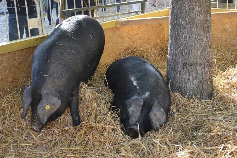 Rambouillet : La Saint Lubin - les 15èmes Comices agricoles 