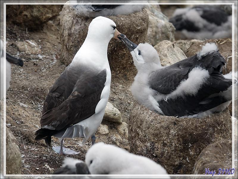 Nourrissage des poussins Albatros à sourcils noirs, Black-browed Albatross (Thalassarche melanophris) - Coffin's Harbour - New Island - Falkland (Malvinas, Malouines) - Grande-Bretagne