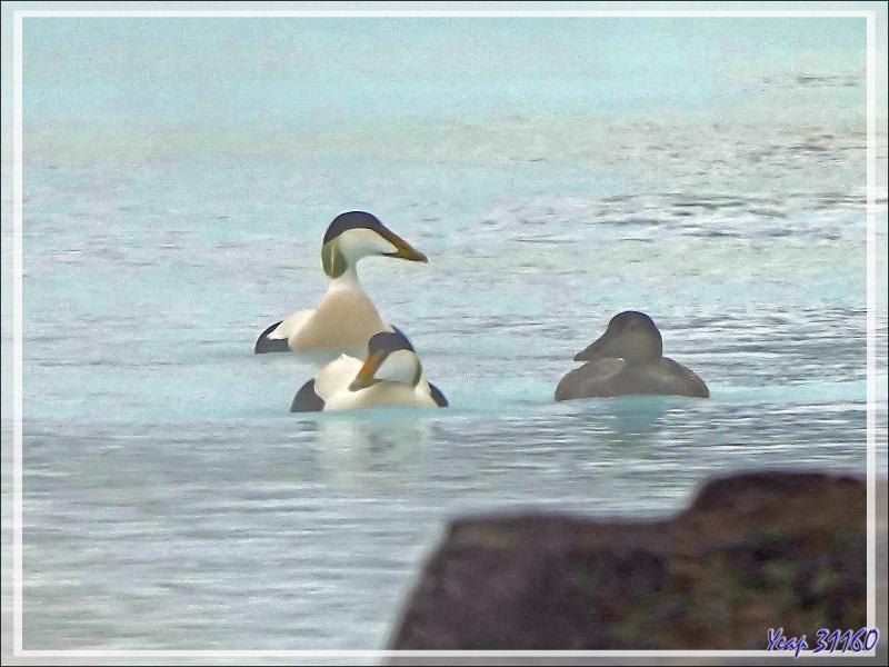 07/06/2023 : visite de la zone publique du Blue Lagoon, les bassins des bains ne sont pas accessibles sauf en payant l'entrée (cher, très cher !) - Péninsule de Reykjanes - Islande