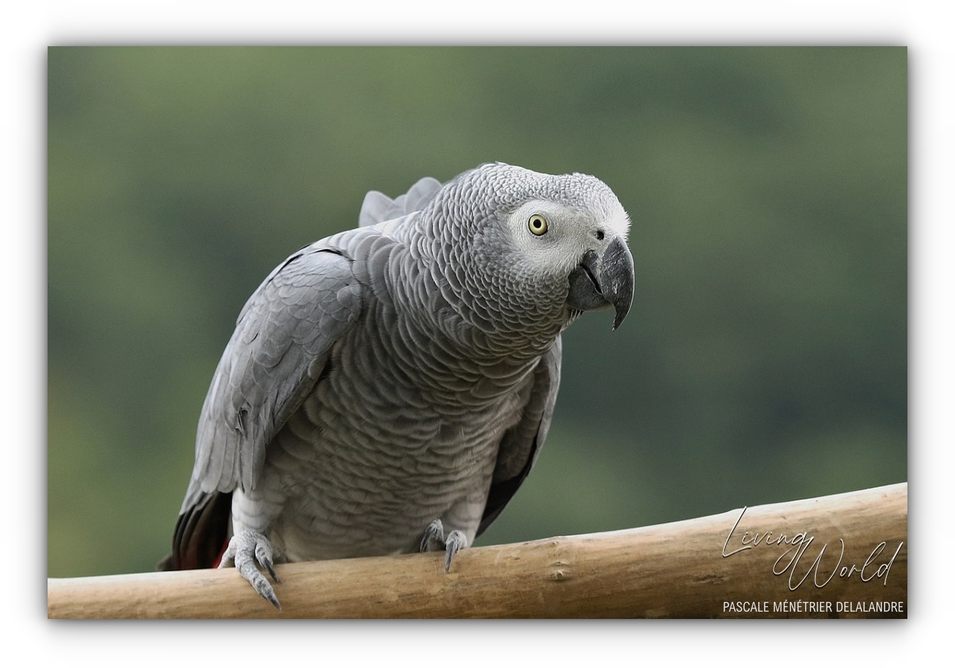 Gris du Gabon