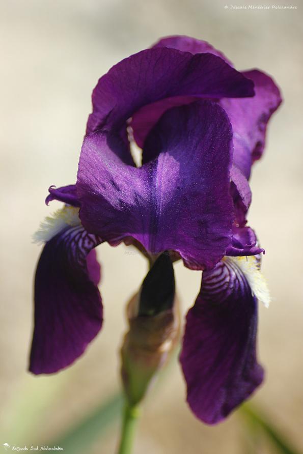 Iris