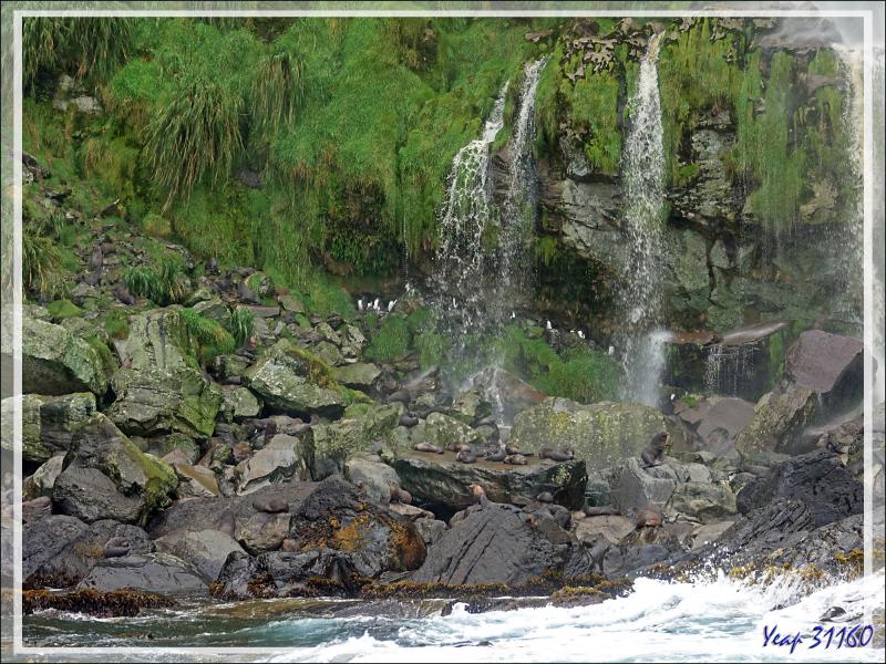 Autour de la cascade de Raised Beach - Gough Island - Tristan da Cunha