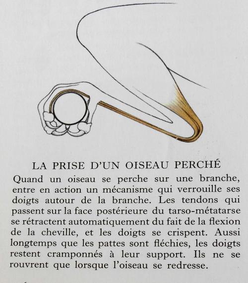 Quelques paires de "gif"