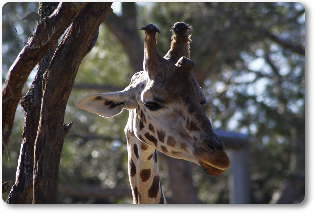 Girafe de Rothschild...