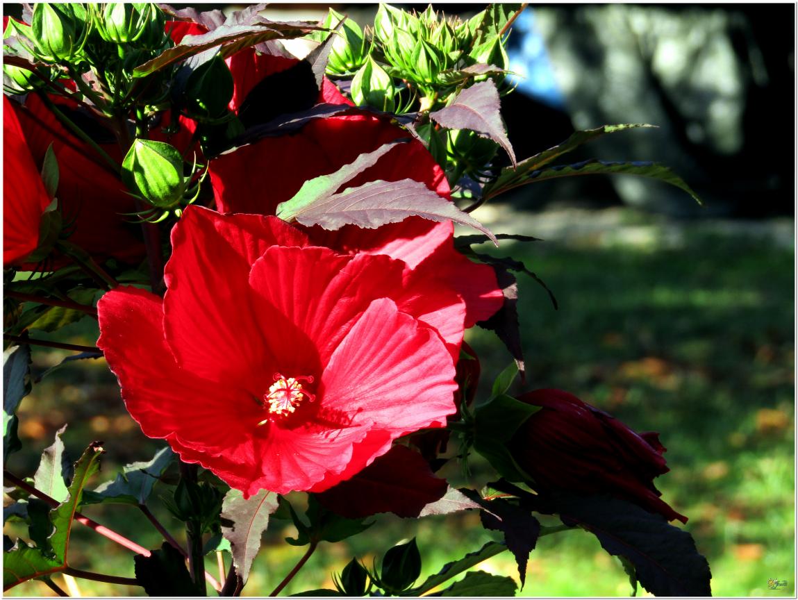 ENCORE ...Hibiscus géant rouge