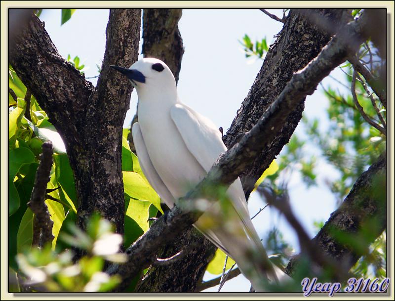 Sterne gygis blanche (Gygis alba) - Atoll de Fakarava - Tuamotu - Polynésie française 