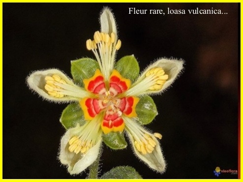 Fleurs Rares.