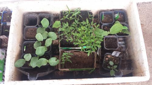 Parce que petit à petit, ça pousse....