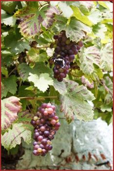 ⊱♥⊱╮ღ꧁ Aujourd'hui Département  61 ꧂ღ╭⊱♥≺