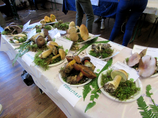 360 espèces de champignons différentes ont été déterminées et exposées à Arc en Barroy par la Société Mycologique du Châtillonnais !!