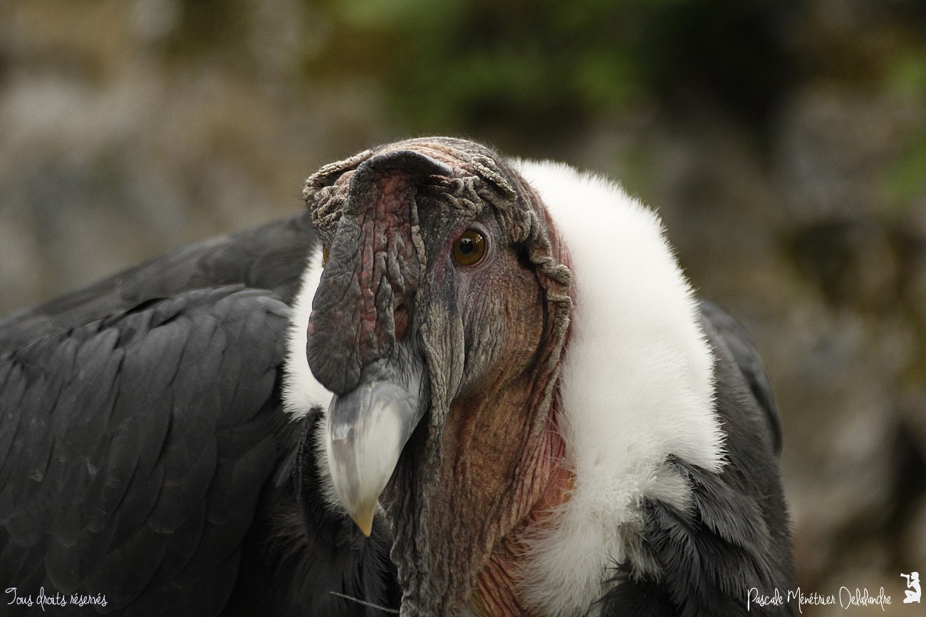 Condor des Andes ♂