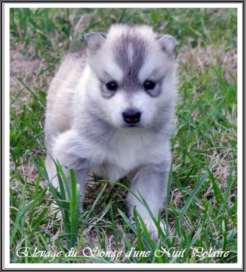 Chiot Husky Femelle 4 (27j)