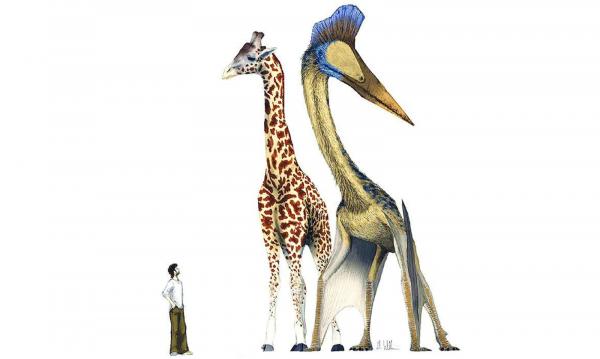 Les dinosaures volants