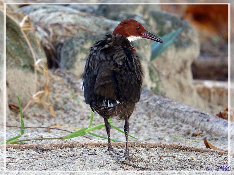 Râle de Cuvier, White-throated Rail (Dryolimnas cuvieri) - Nosy Tsarabanjina - Archipel des Mitsio - Madagascar