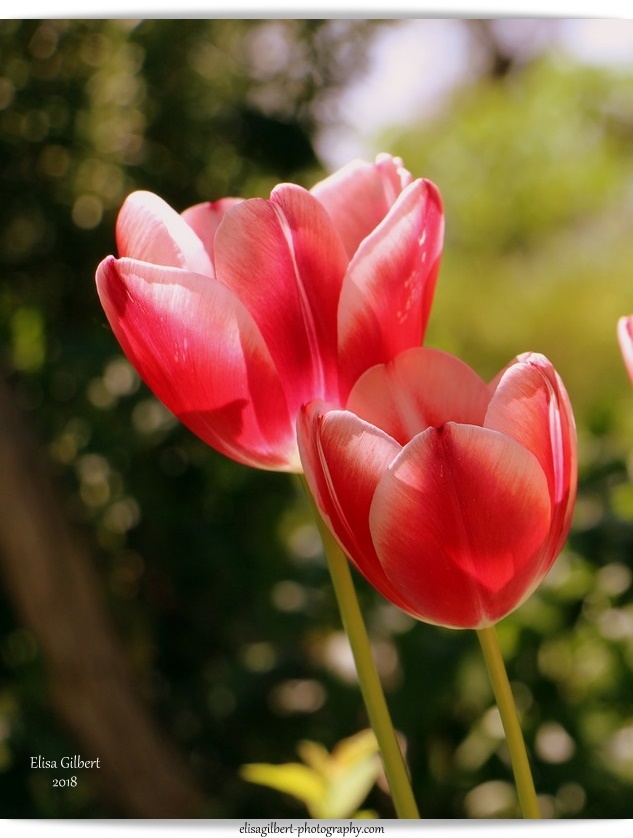 Le printemps à la maison