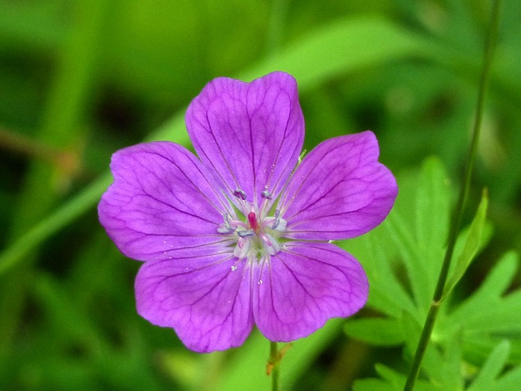 Fleur