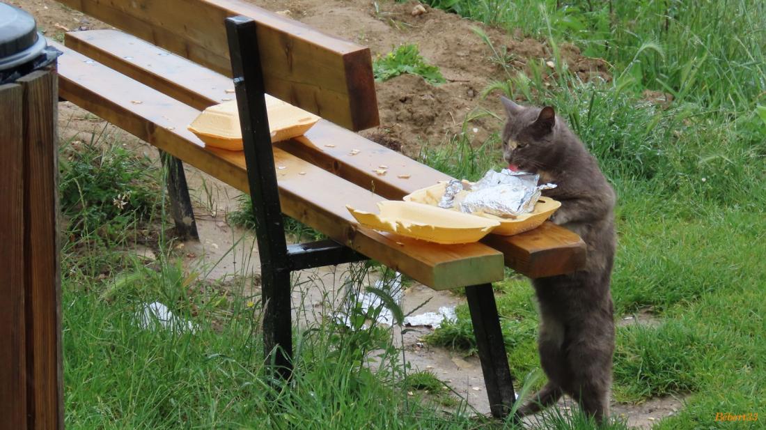une pause à Puylaurens
