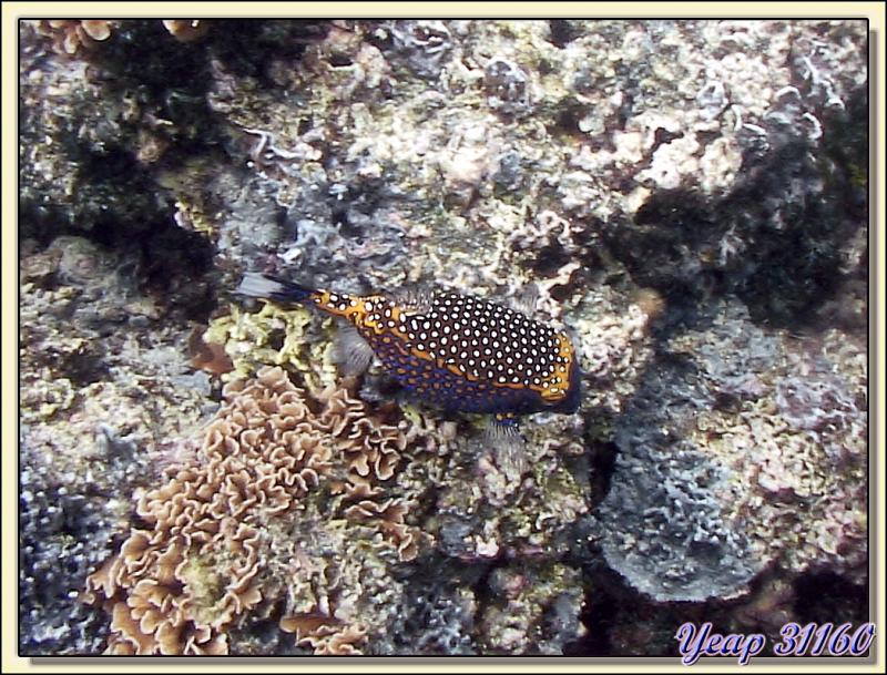Poisson-coffre pintade (Ostracion meleagris) - Huahine - Polynésie française