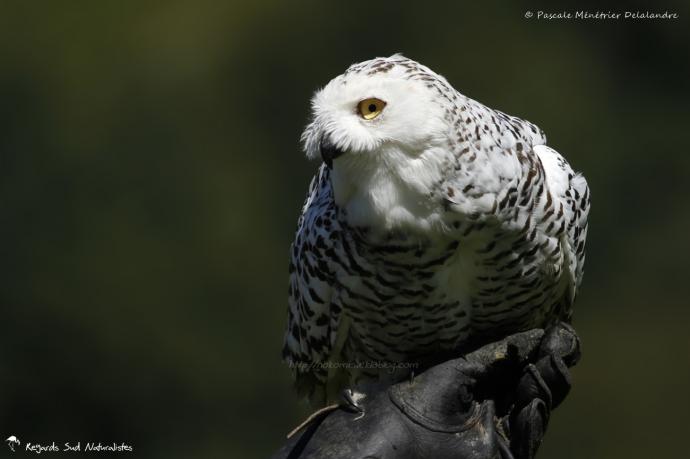 Harfang des neiges - Bubo scandiacus - Snowy Owl