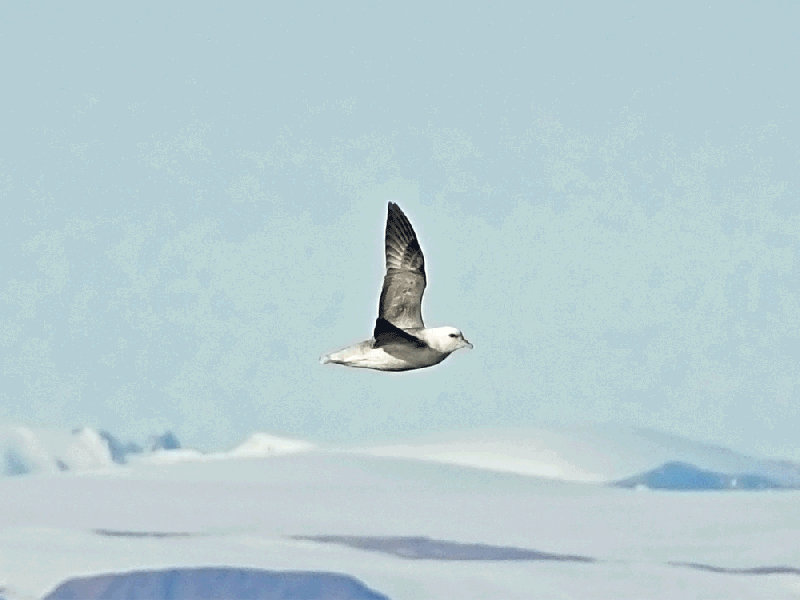 Fulmar boréal, Northern Fulmar (Fulmarus glacialis) - Mer de Baffin - Nunavut - Canada