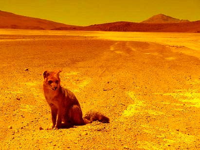 Foxxy on Mars